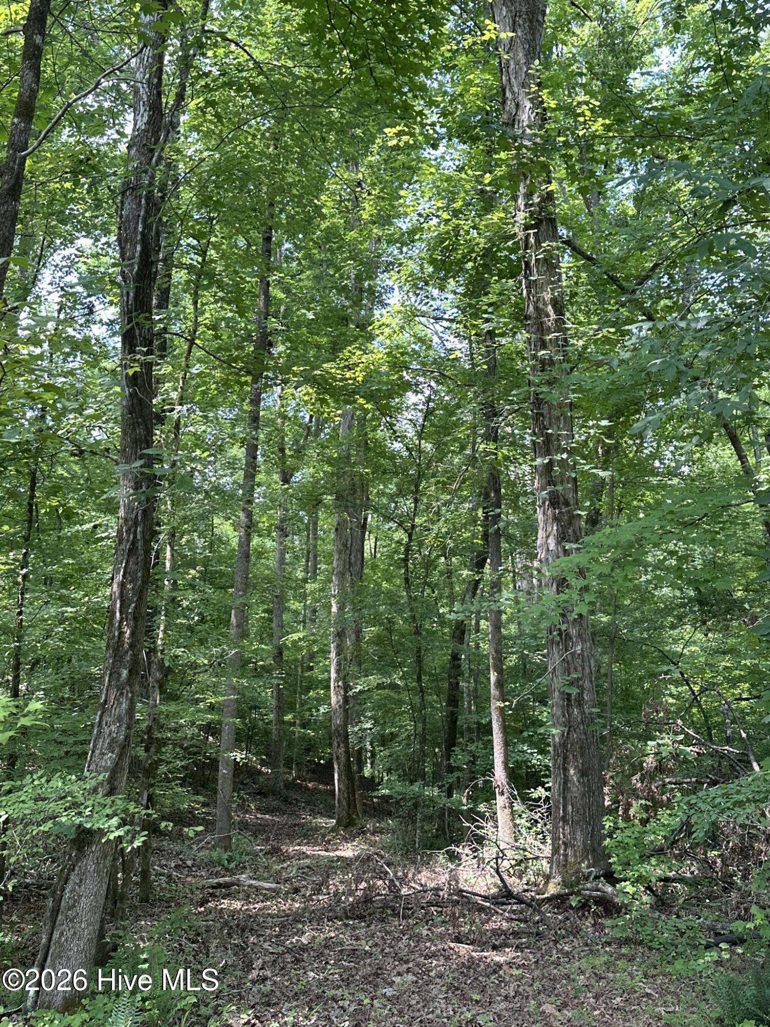 previously cleared path through property