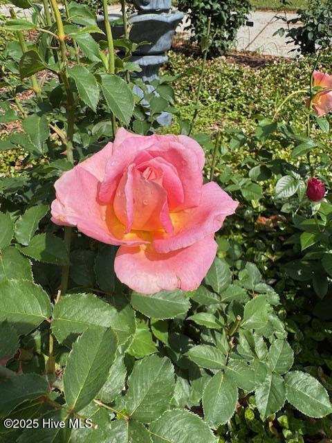 100513257 | Photo 64