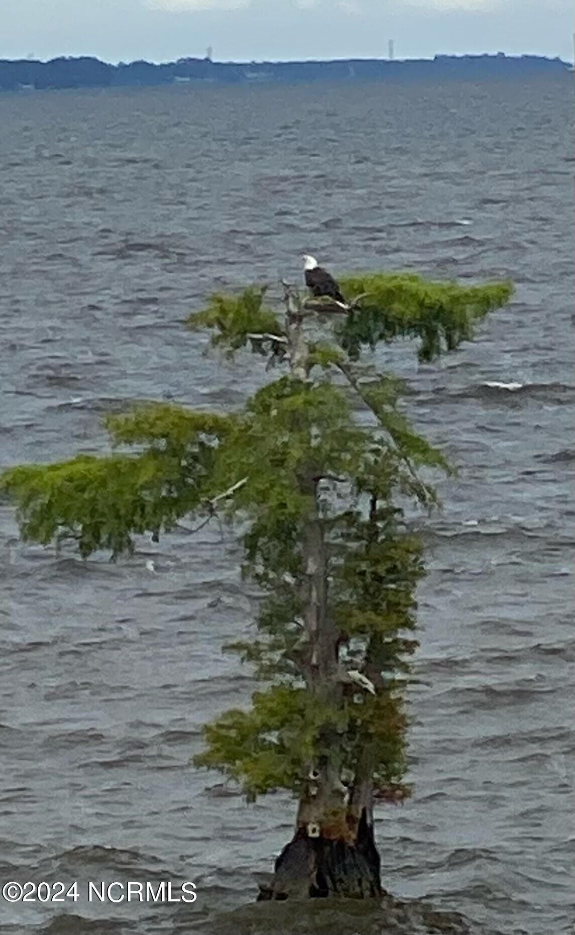 OCCANO - EAGLE IN TREE