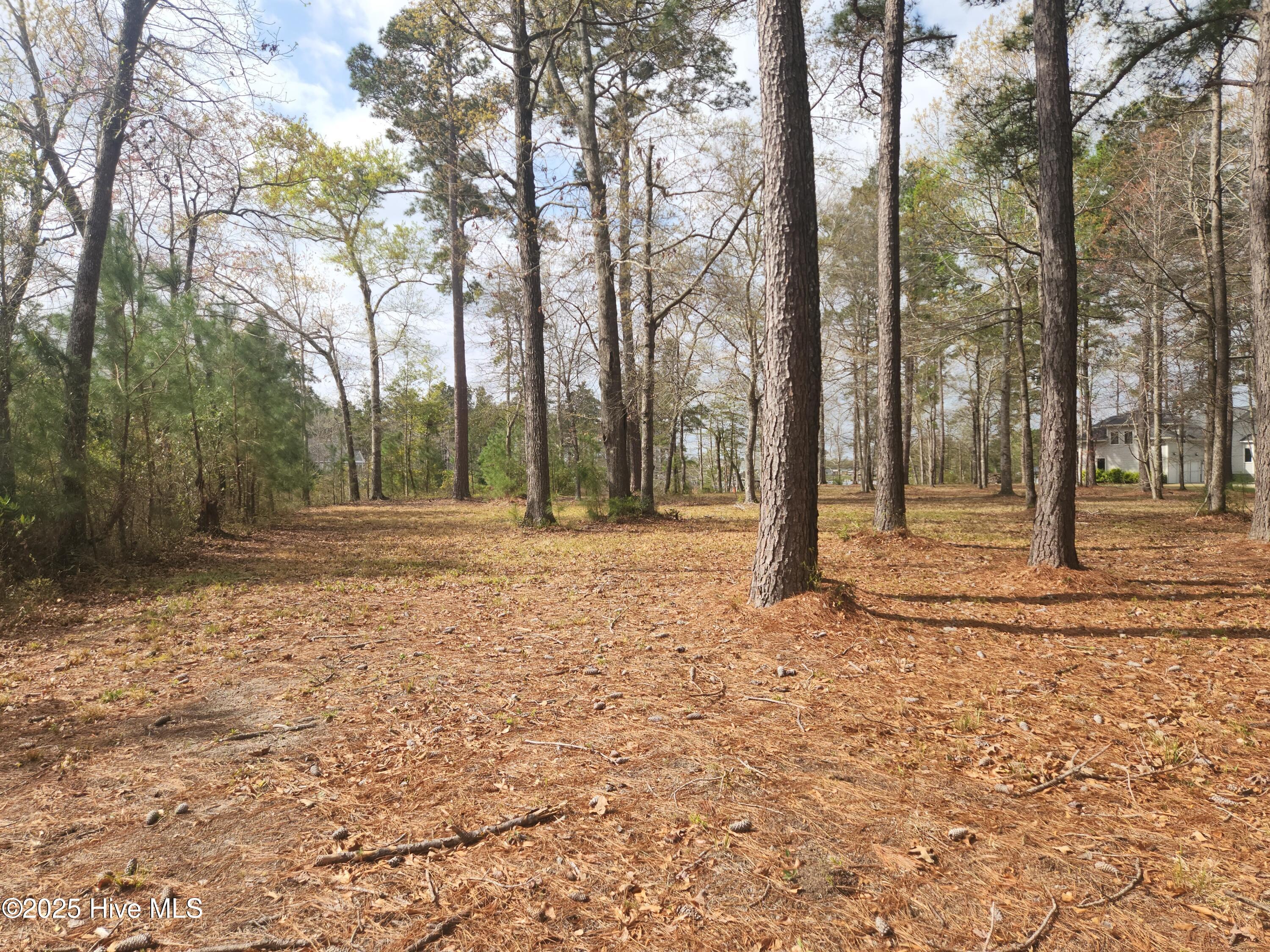 Open partially cleared lot with plenty of mature trees