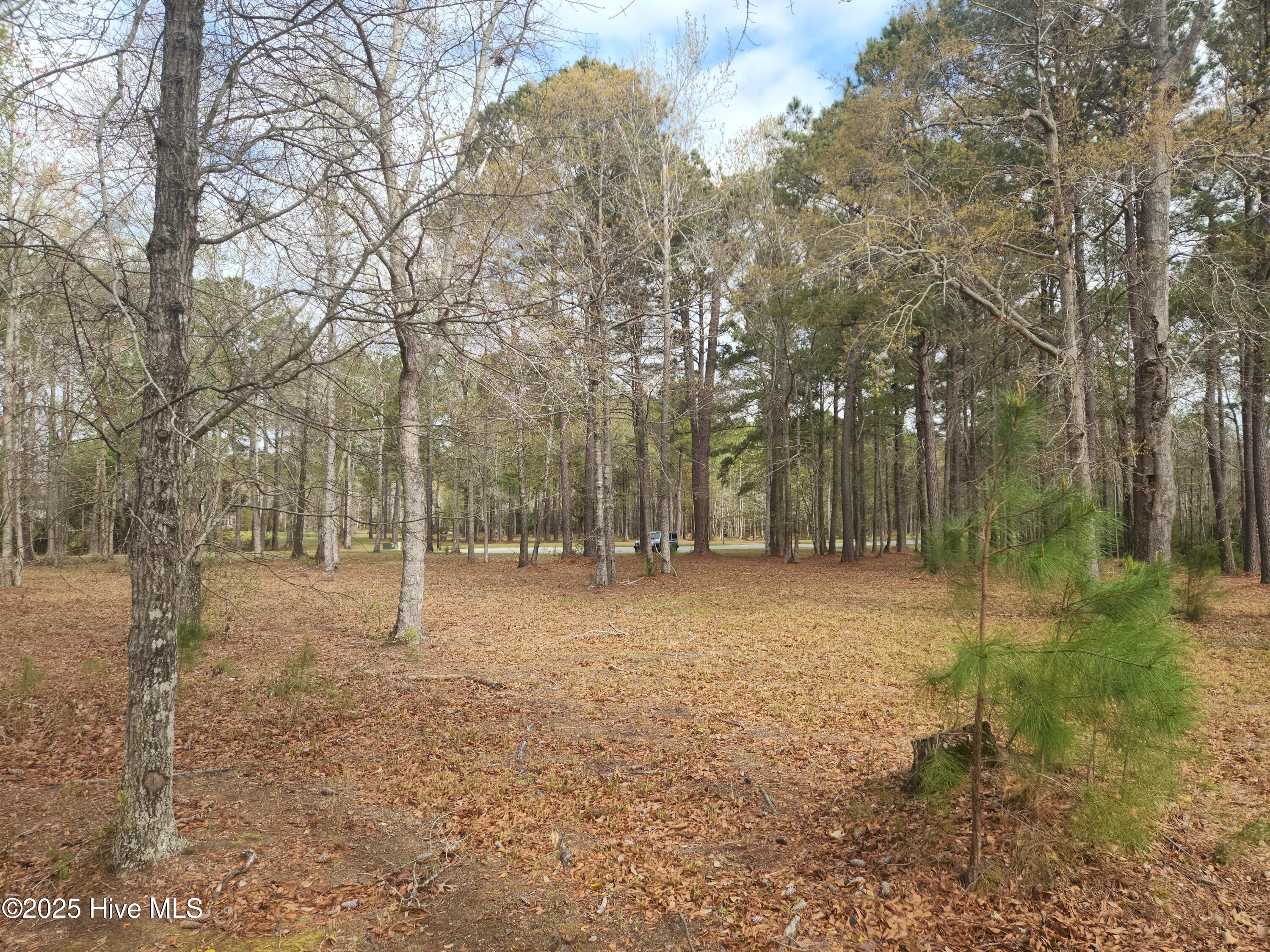 View from creek looking toward road