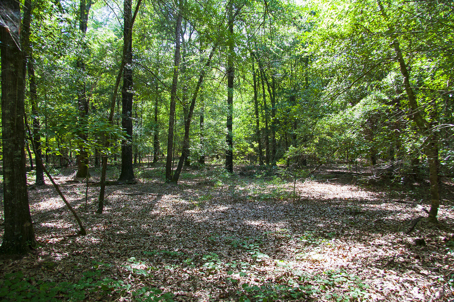 1515C HEPHZIBAH - MCBEAN Road, Hephzibah, GA, 30815