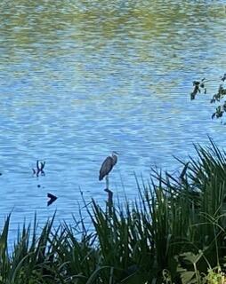 Nature Waiting for a Delicious Fish