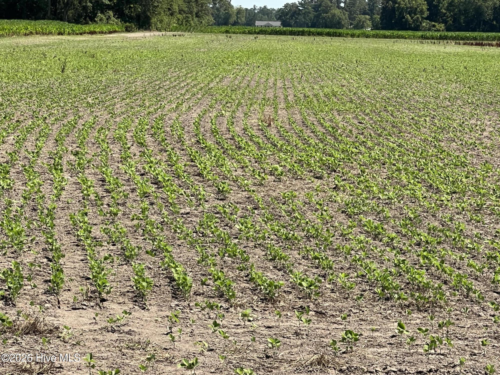 Beaufort Co. Soybeans