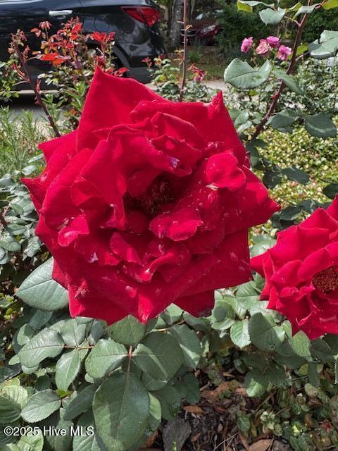 100513257 | Photo 69