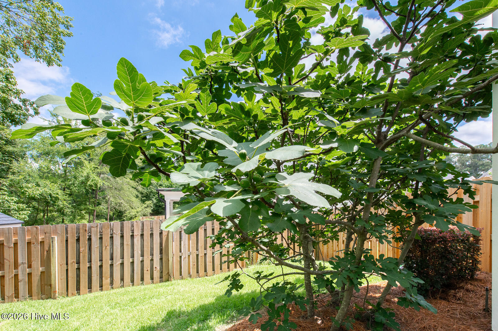 Fig Tree!