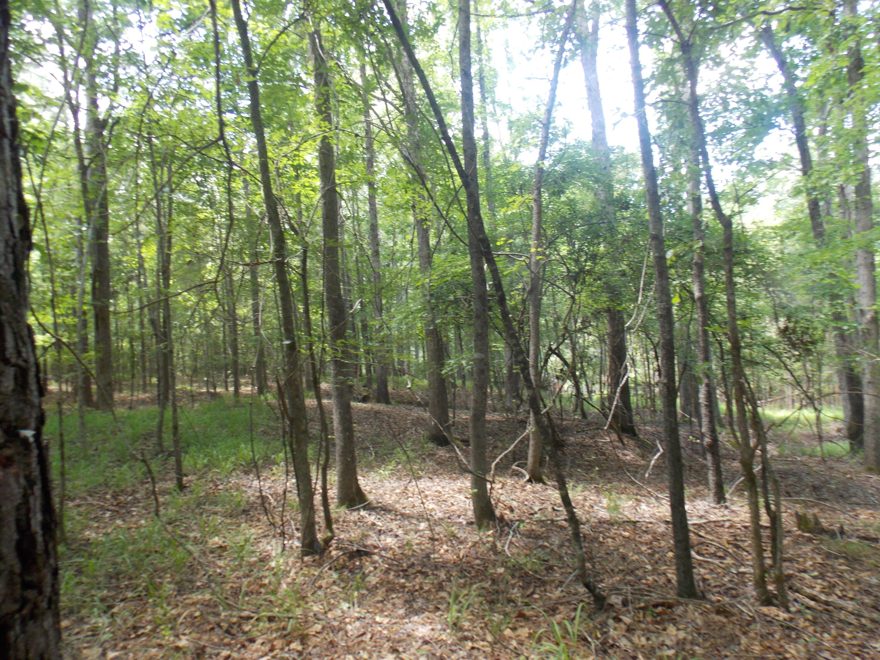 Homes for sale in Tignall, GA | 1054 Pine Point Ln, Tignall, GA 30668 | MLS# 543336