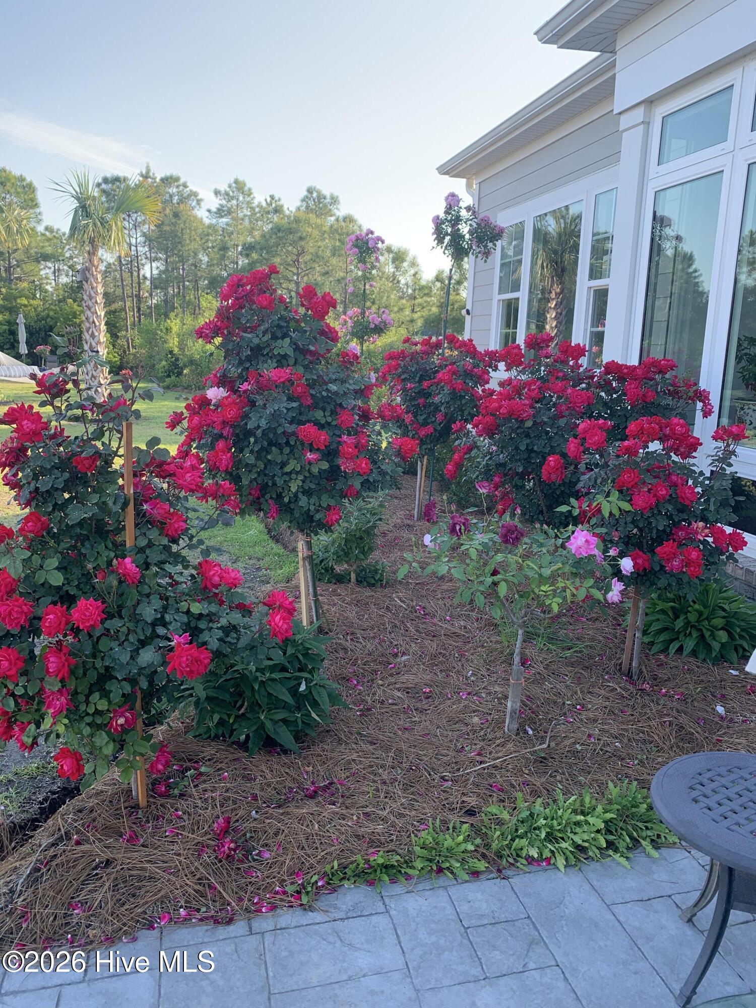 100560288 | Photo 81