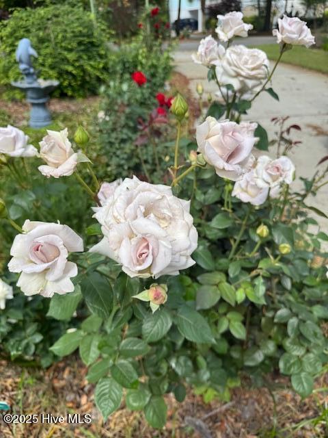 100513257 | Photo 68