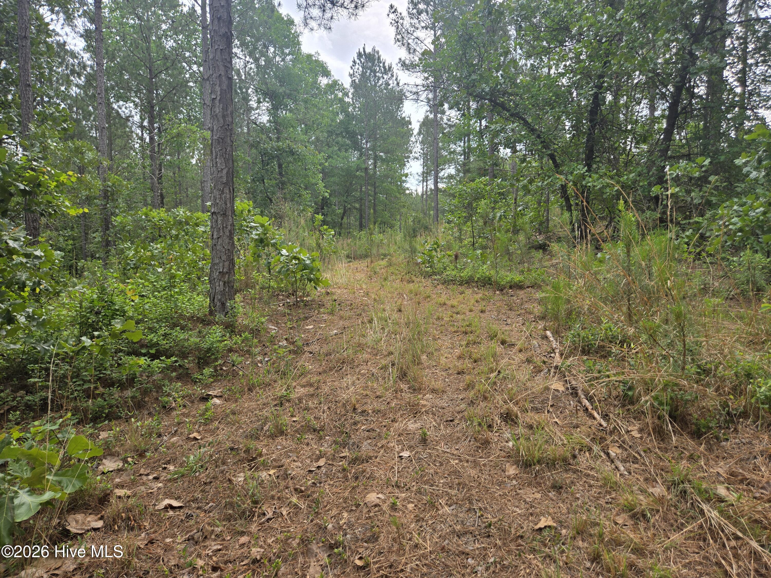 Tract 14 Belford Church Road, Jackson Springs, NC 27281 Listing Photo  26