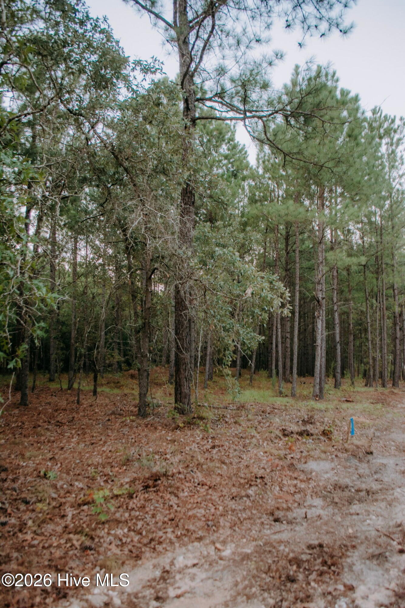 100605535 | Photo 3