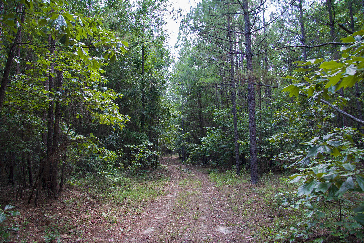 1515D HEPHZIBAH - MCBEAN Road, Hephzibah, GA, 30815