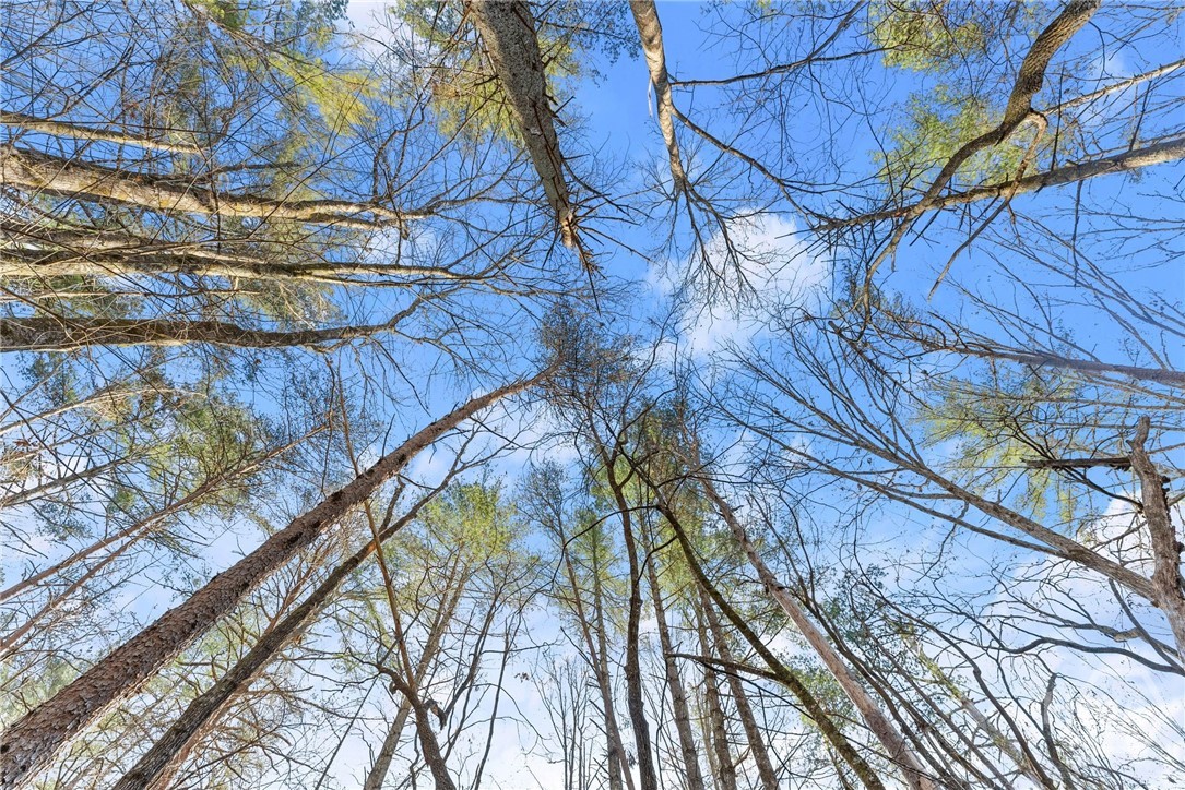 Tree Canopy Shoal Creek Tract Habersham County