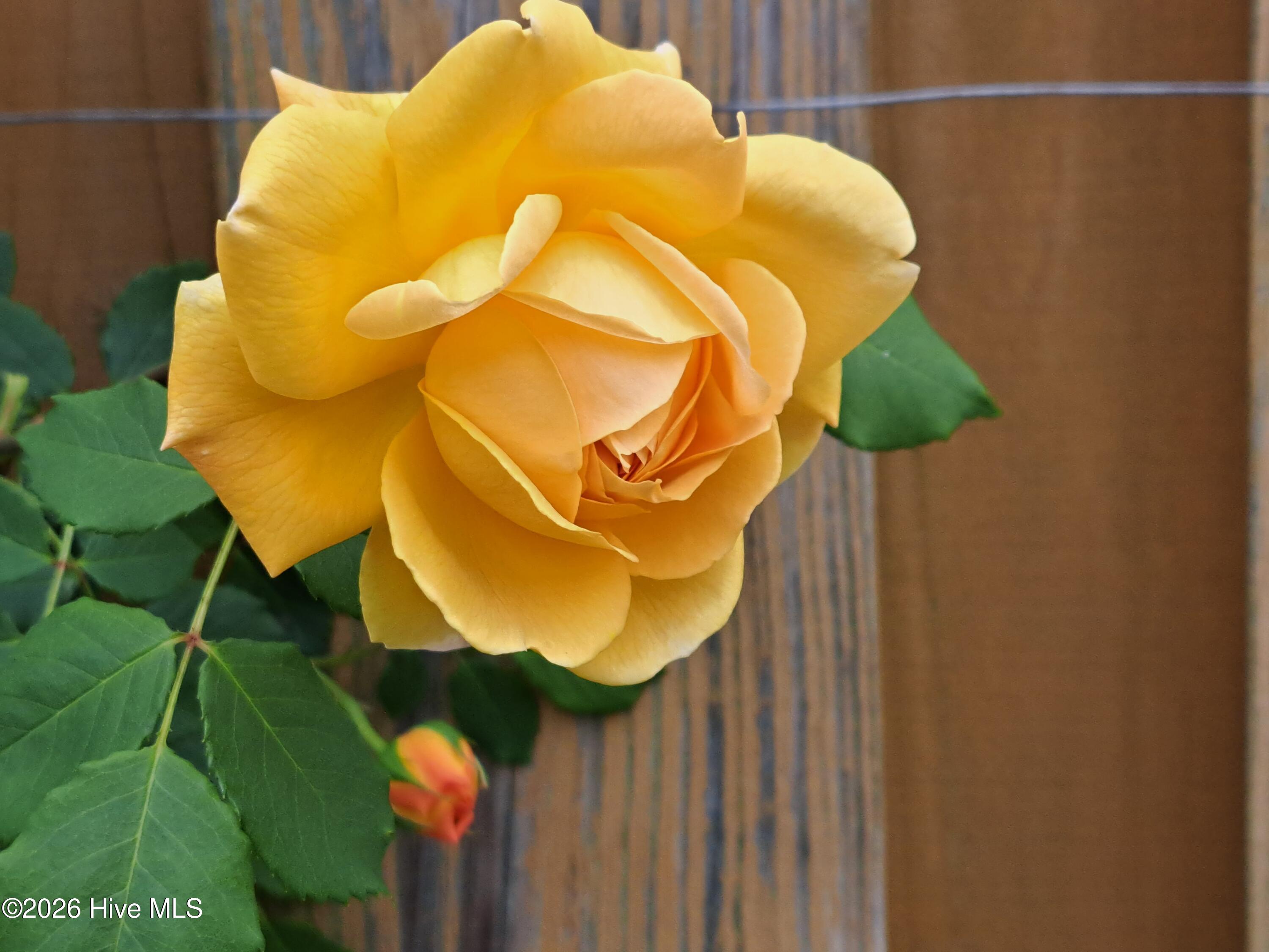 100551829 | Photo 61