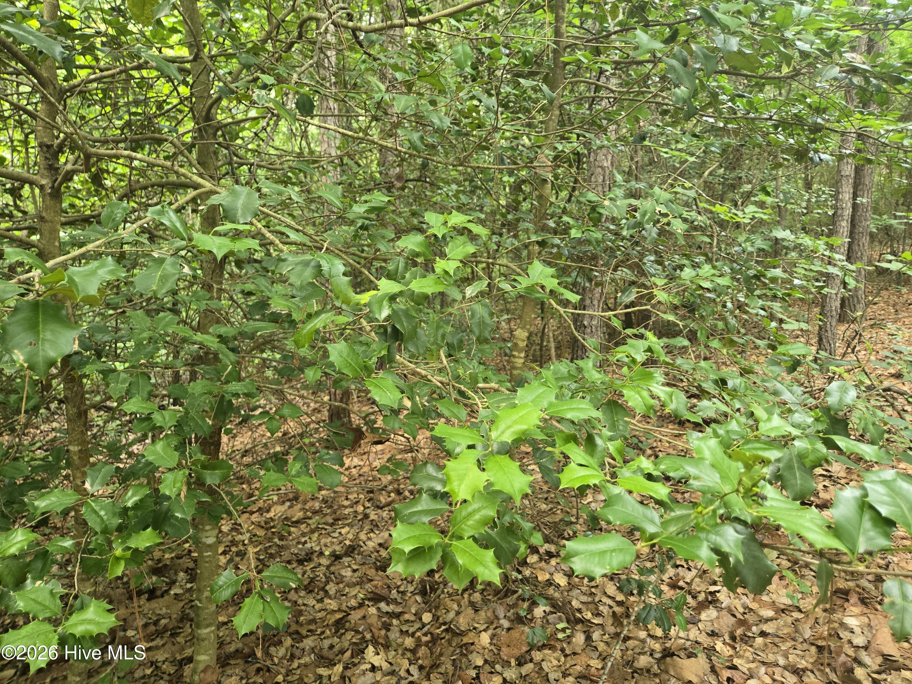 Tract 14 Belford Church Road, Jackson Springs, NC 27281 Listing Photo  27