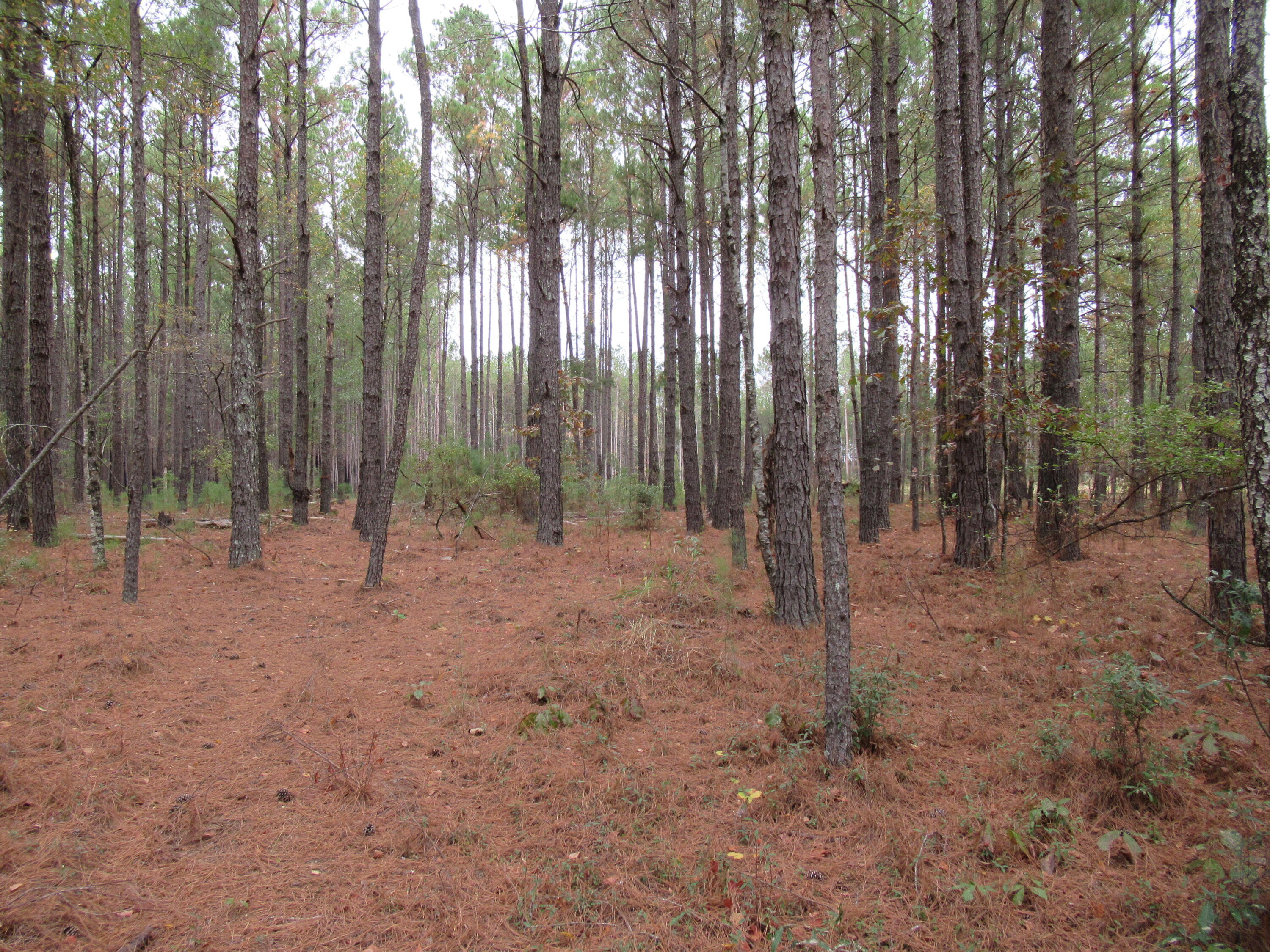 0 TWIN PINES RD., Keysville, GA, 30816