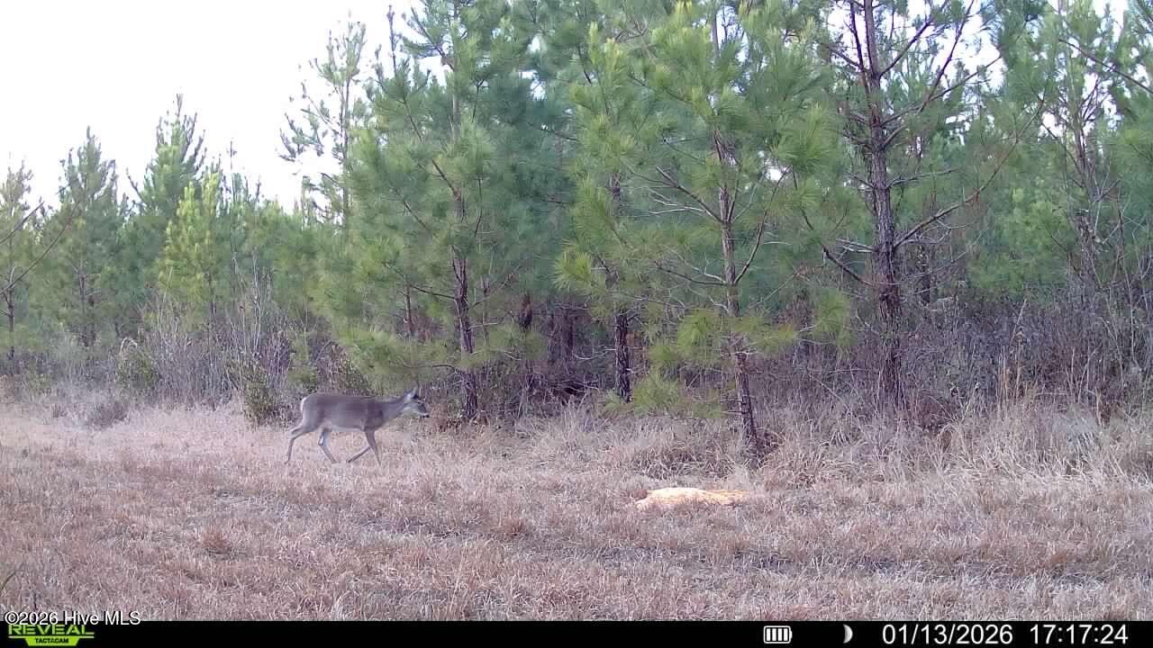 Homes for sale in Maysville, NC | 0 White Oak River Rd, Maysville, NC 28555 | MLS# 100549470