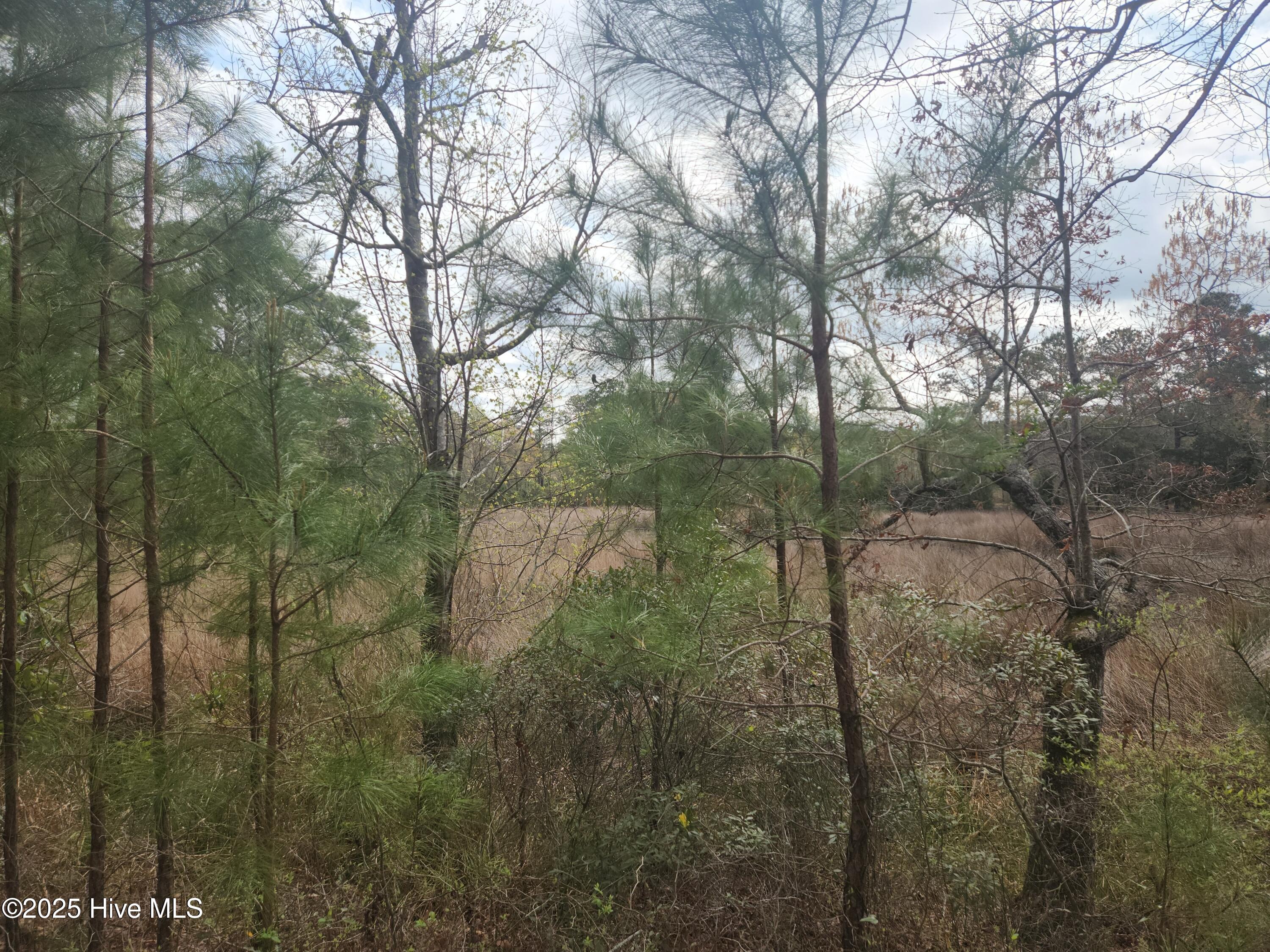 Views of small creek & marsh area.