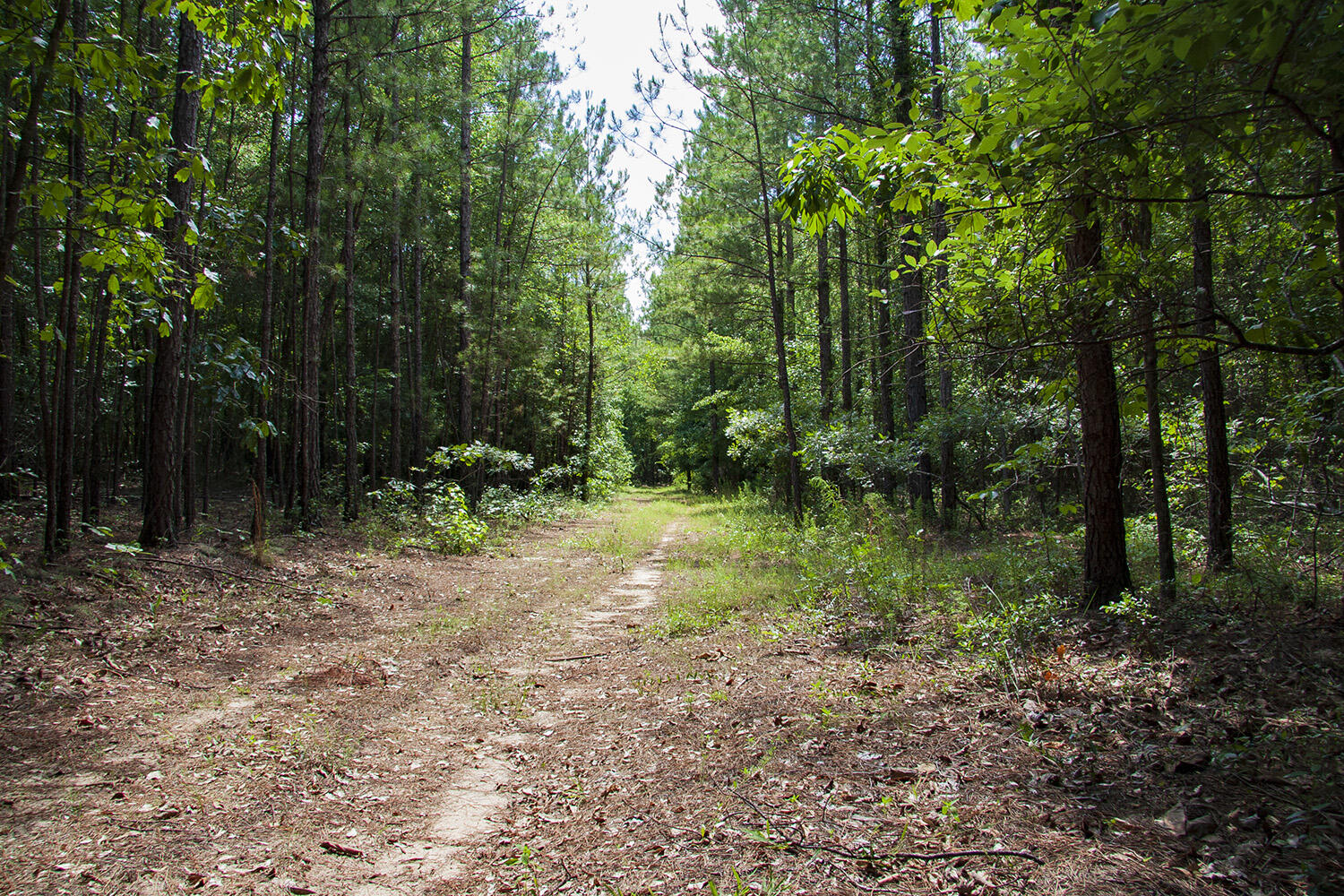 1515D HEPHZIBAH - MCBEAN Road, Hephzibah, GA, 30815