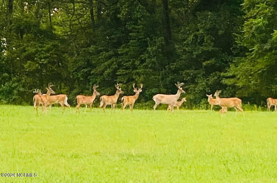 Bucks,Does, and Fawns - Scotch Hall