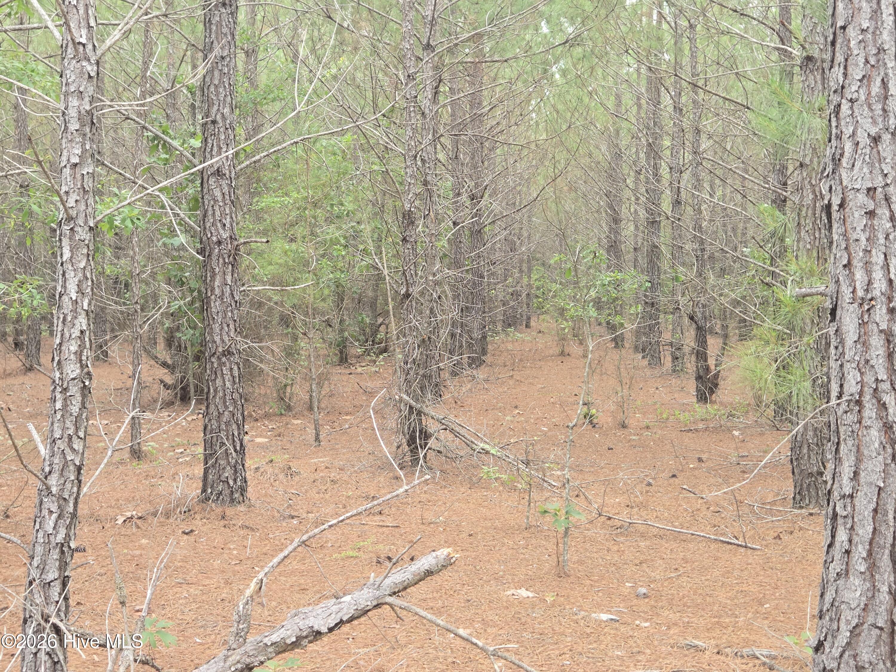 Tract 14 Belford Church Road, Jackson Springs, NC 27281 Listing Photo  17