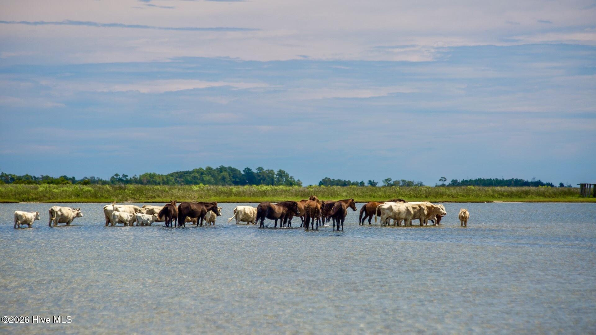 2976 Cedar Island Road,Cedar Island