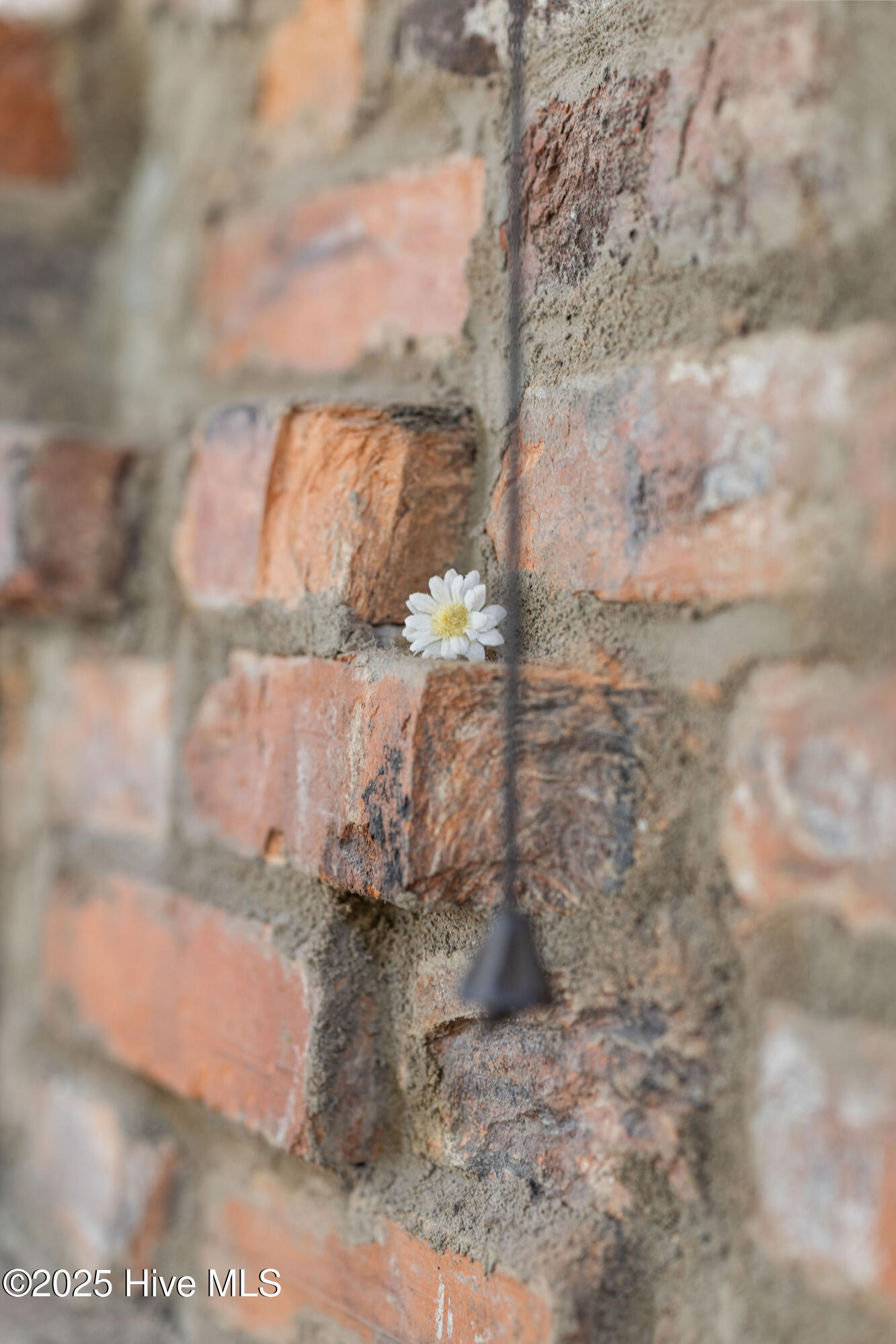 just a little Daisy