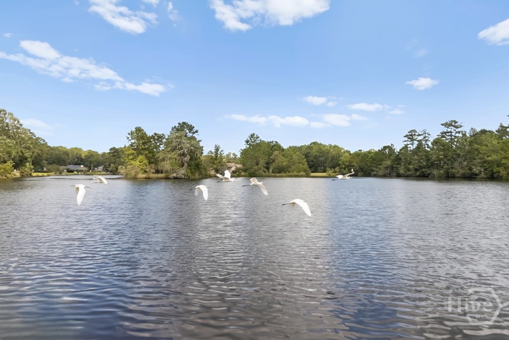 Lake View - Egrets Virtually Added