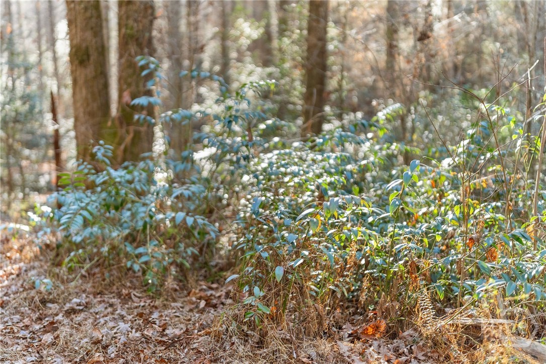 Shoal Creek Tract Habersham County