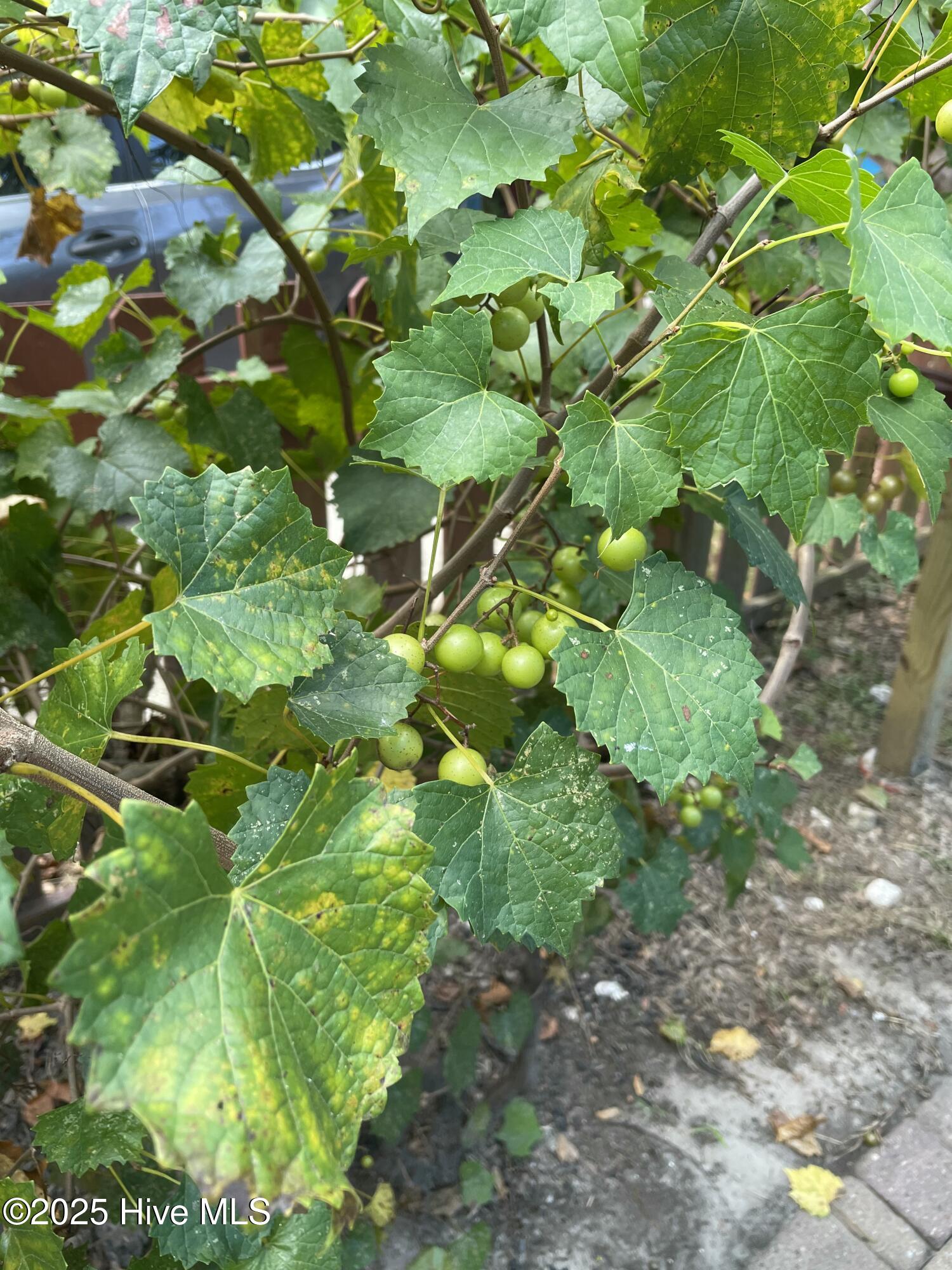 100533907 | Photo 30