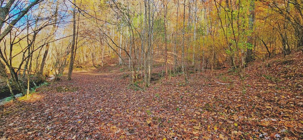 Autumn foliage