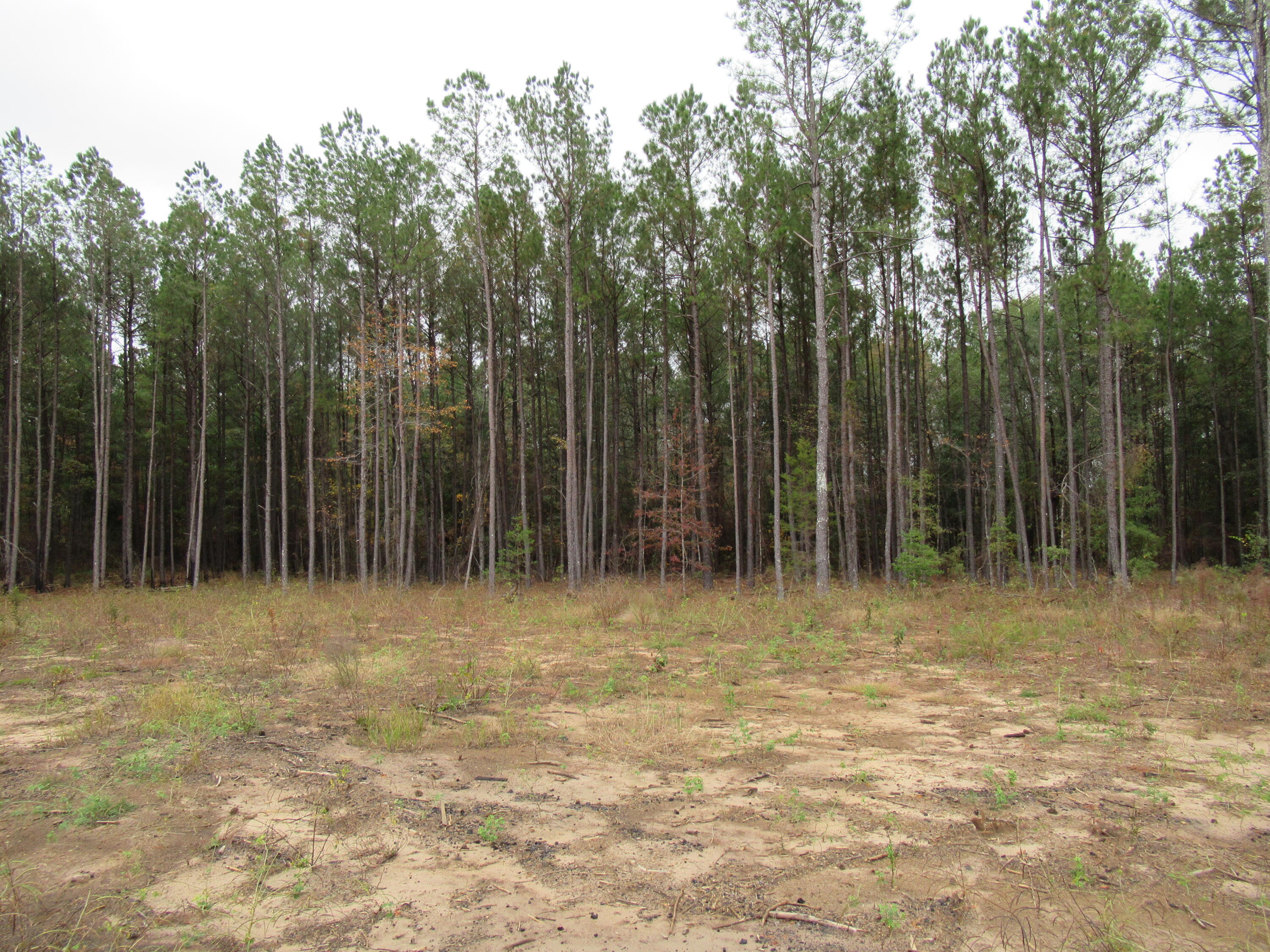 0 TWIN PINES RD., Keysville, GA, 30816