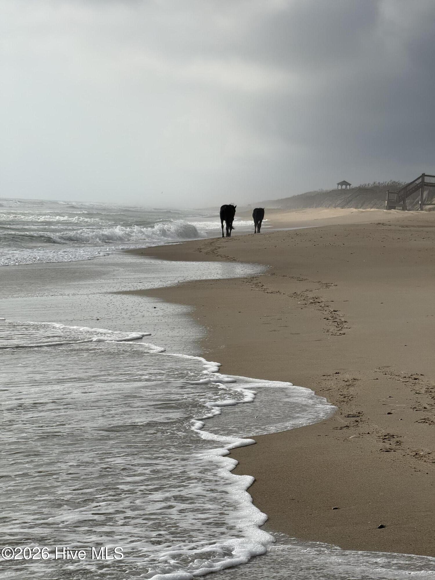 Wild horses on the beach