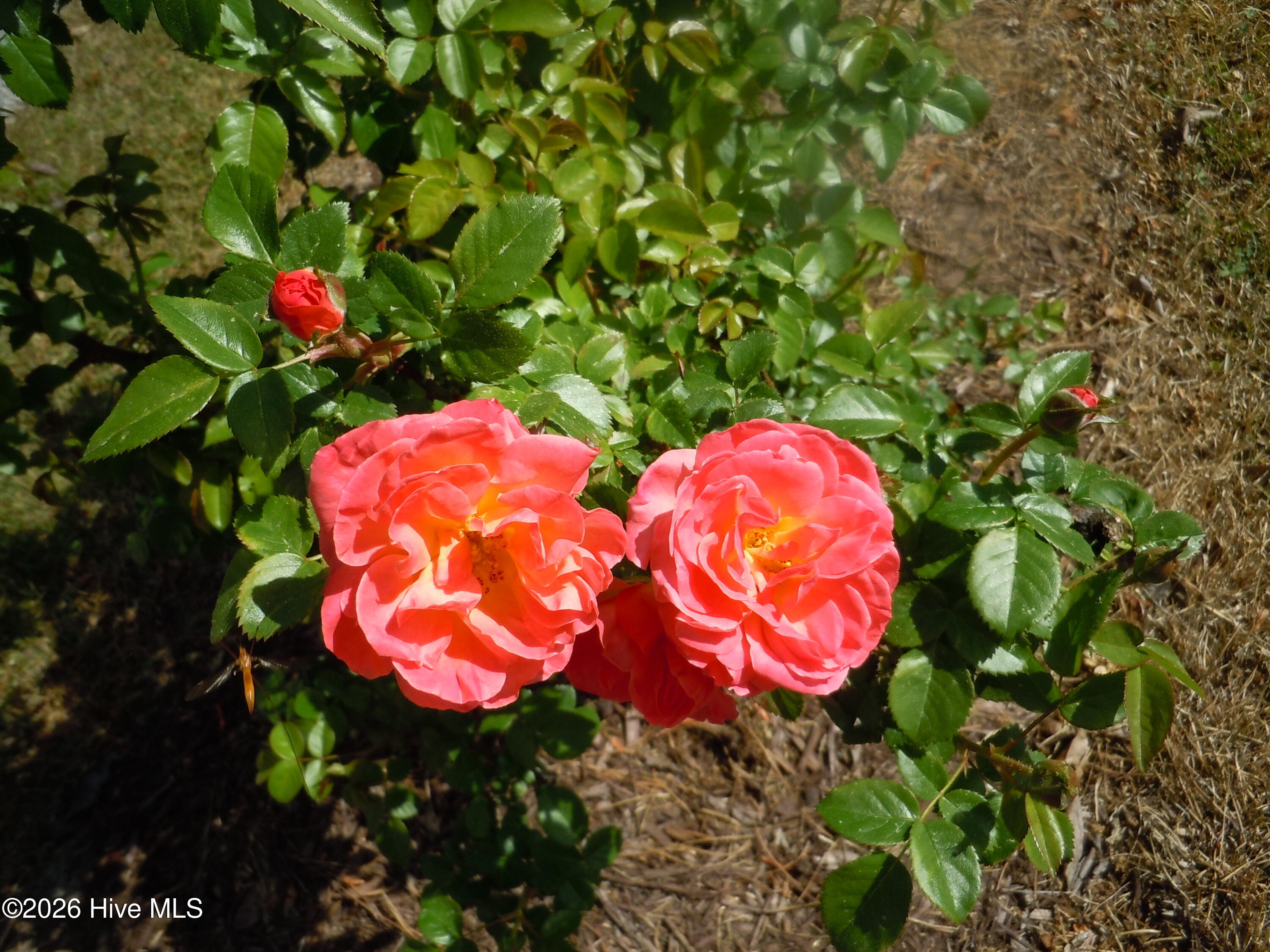 100565129 | Photo 101