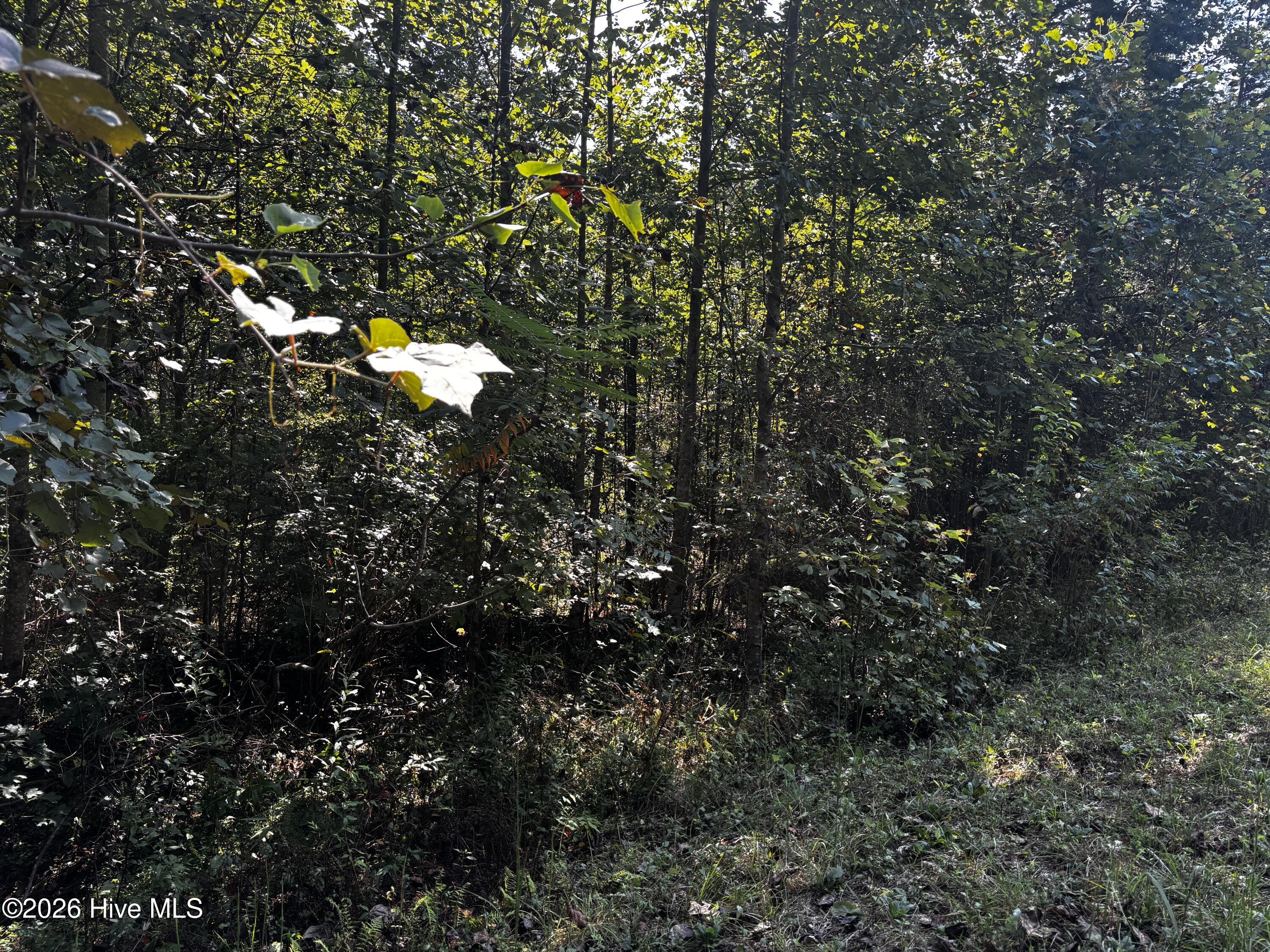 100605503 | Photo 3