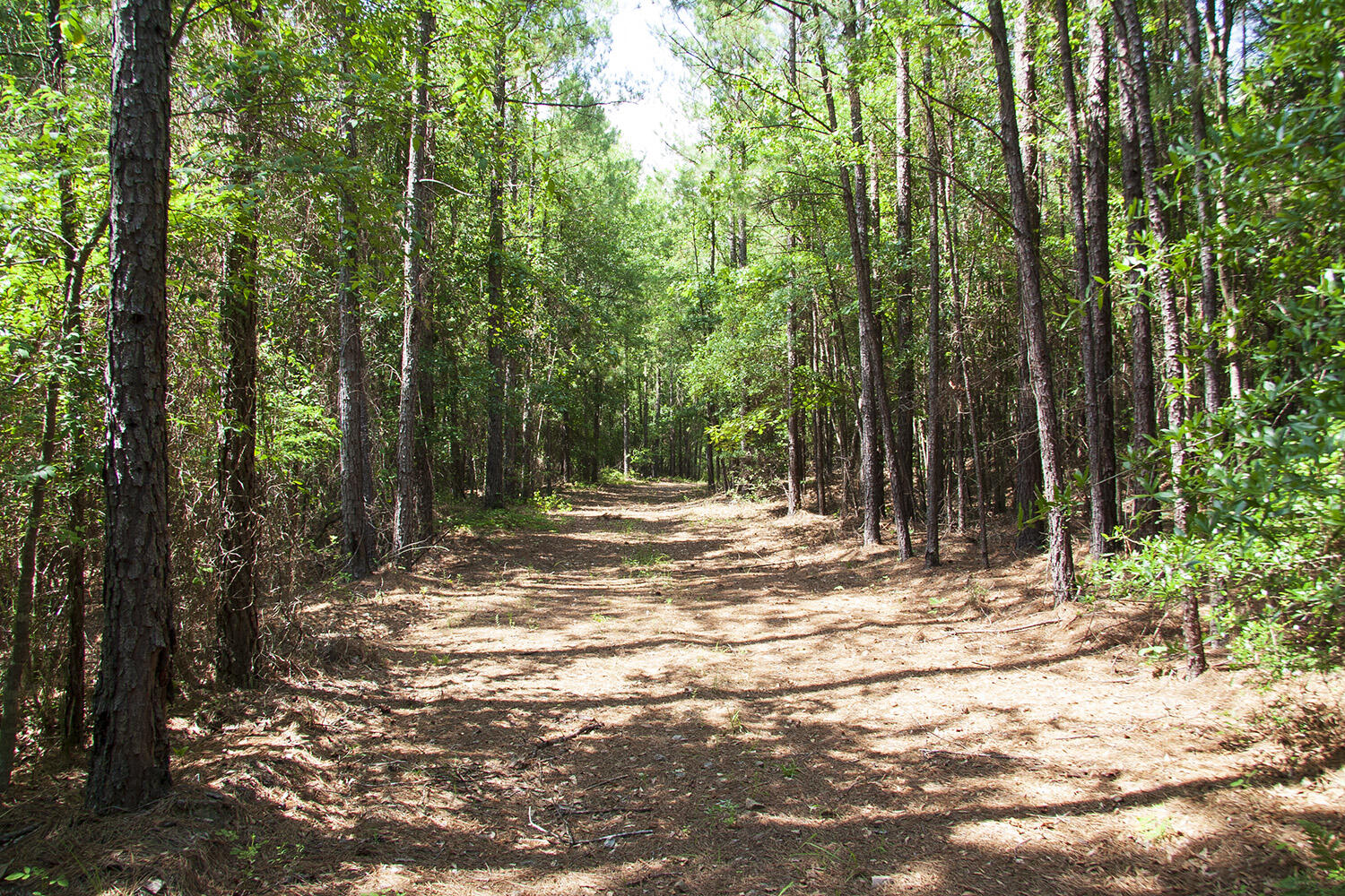 1515D HEPHZIBAH - MCBEAN Road, Hephzibah, GA, 30815