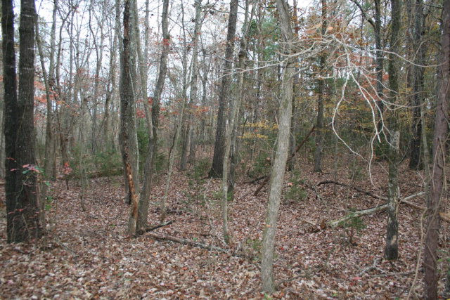 Double Branches Road, Lincolnton, GA 30817 Listing Photo  4