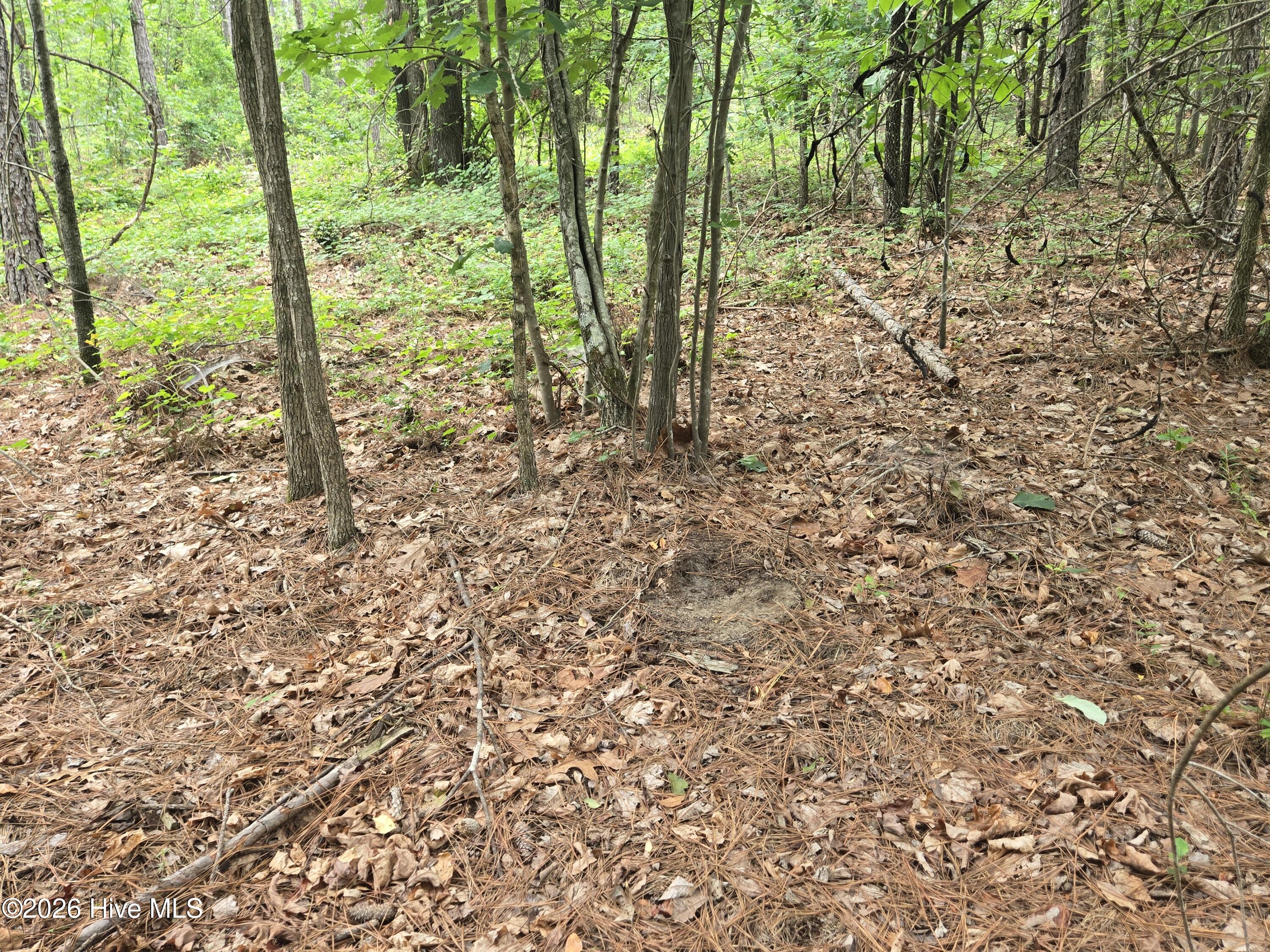 Tract 14 Belford Church Road, Jackson Springs, NC 27281 Listing Photo  11