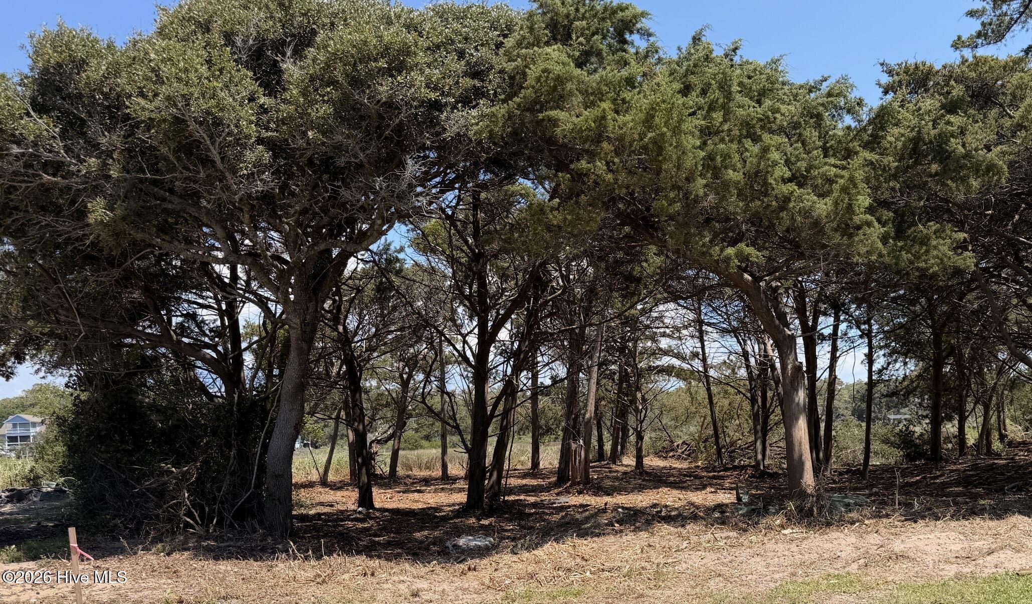 Recently Cleared Underbrush