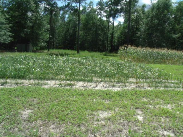 View of Pasture and Garden