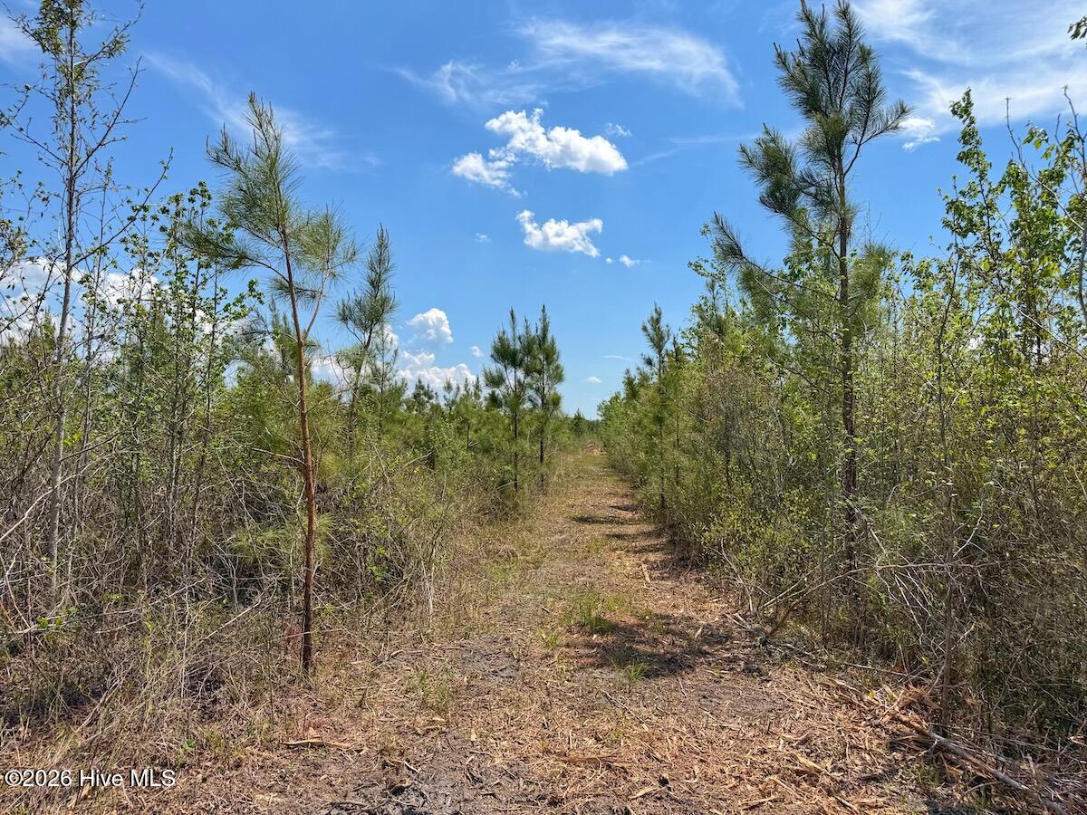 0 Guinea Mill Road, Ernul, NC, 28527