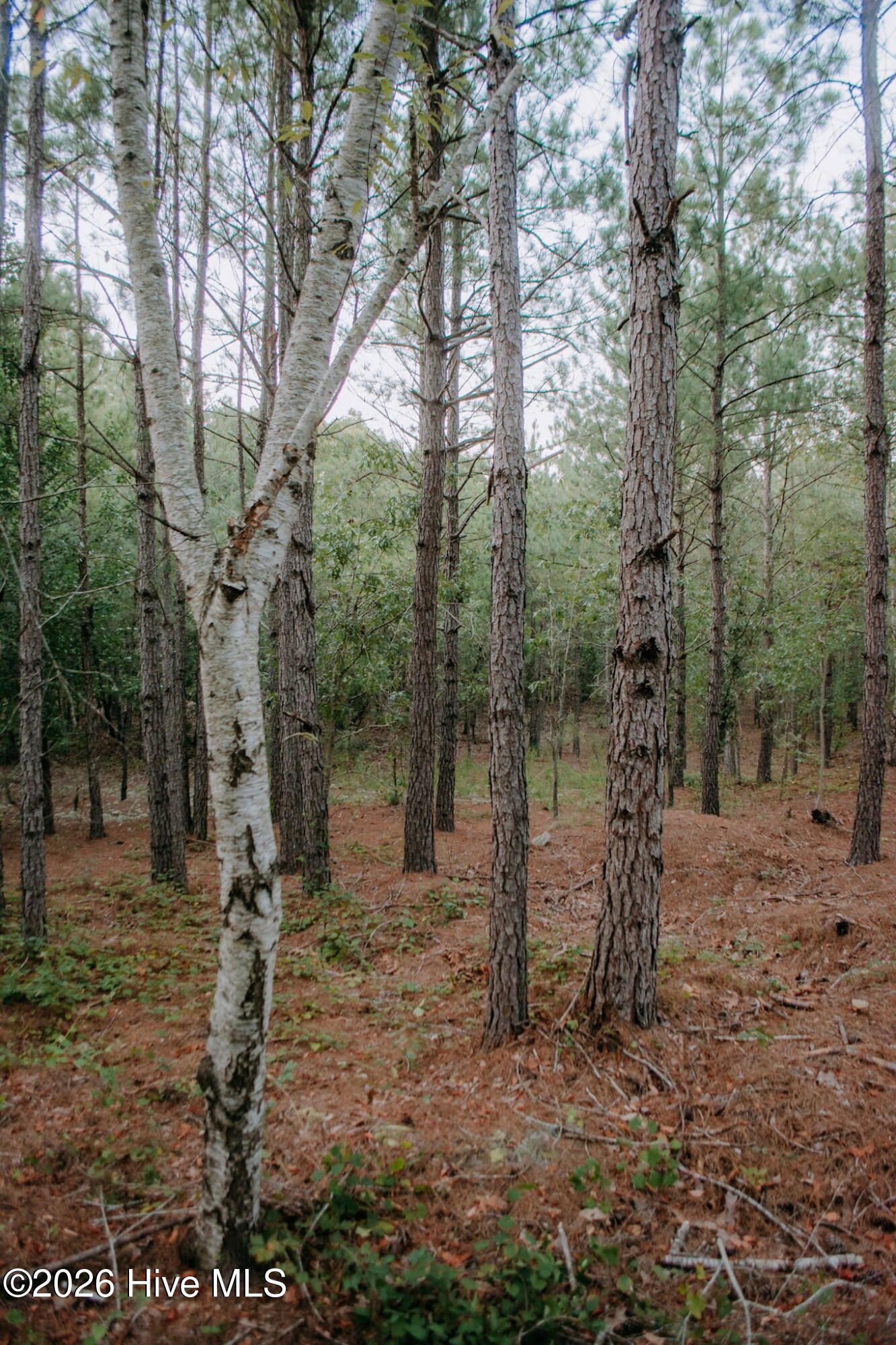100605537 | Photo 2