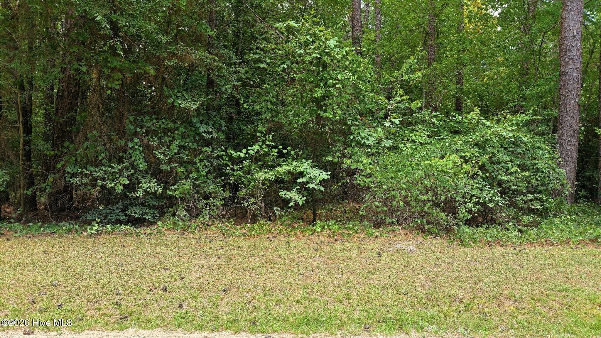 100590239 | Photo 2