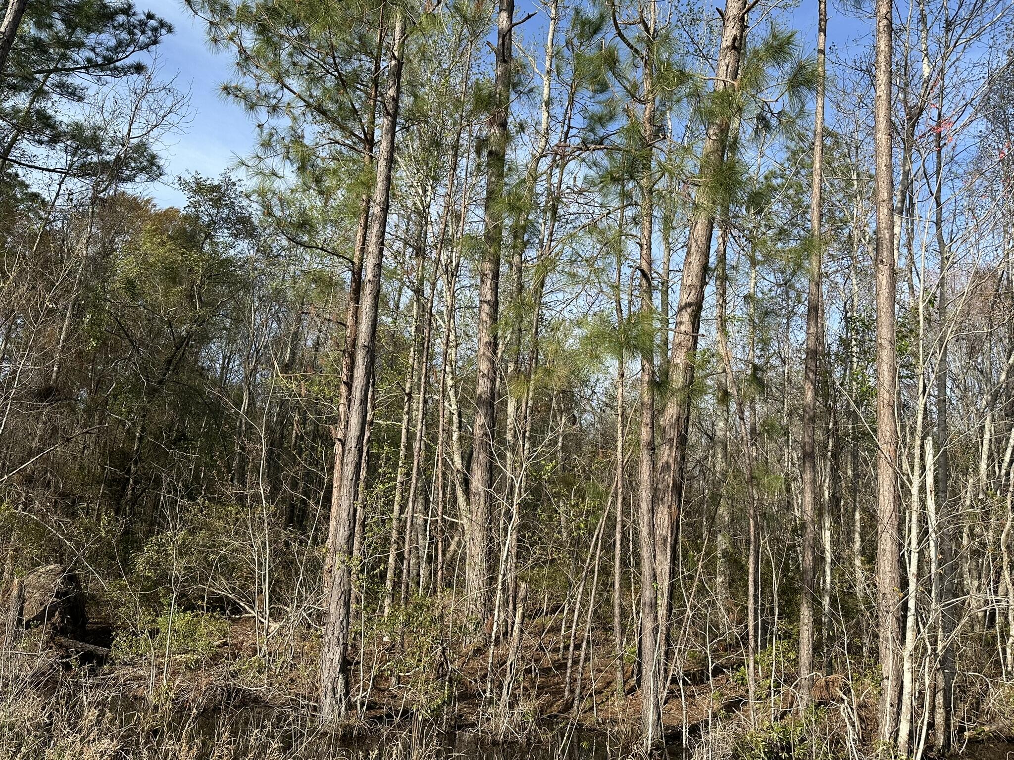 Homes for sale in Swainsboro, GA | Lot 12 Robin Blvd, Swainsboro, GA 30401 | MLS# 98256795