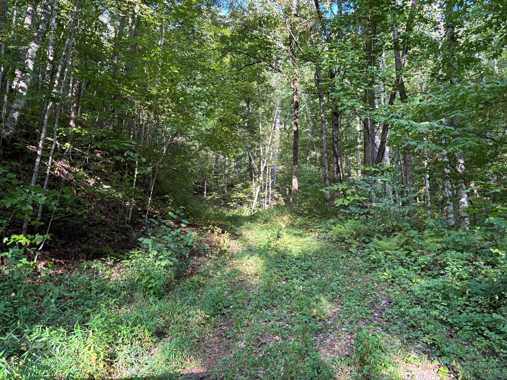 Homes for sale in Robbinsville, NC | 1111 Canopy Ln, Robbinsville, NC 28771 | MLS# 98543859