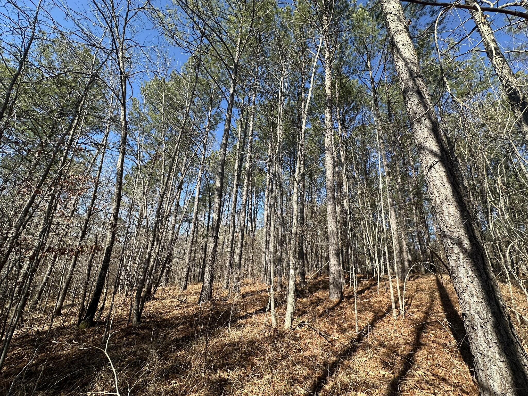 Homes for sale in Lincolnton, GA | Lot 31 Willow Wy, Lincolnton, GA 30817 | MLS# 551924