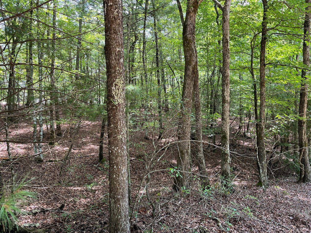Exterior photo of TBD Sheep Knob, Brasstown, NC 28906. MLS: 98525079