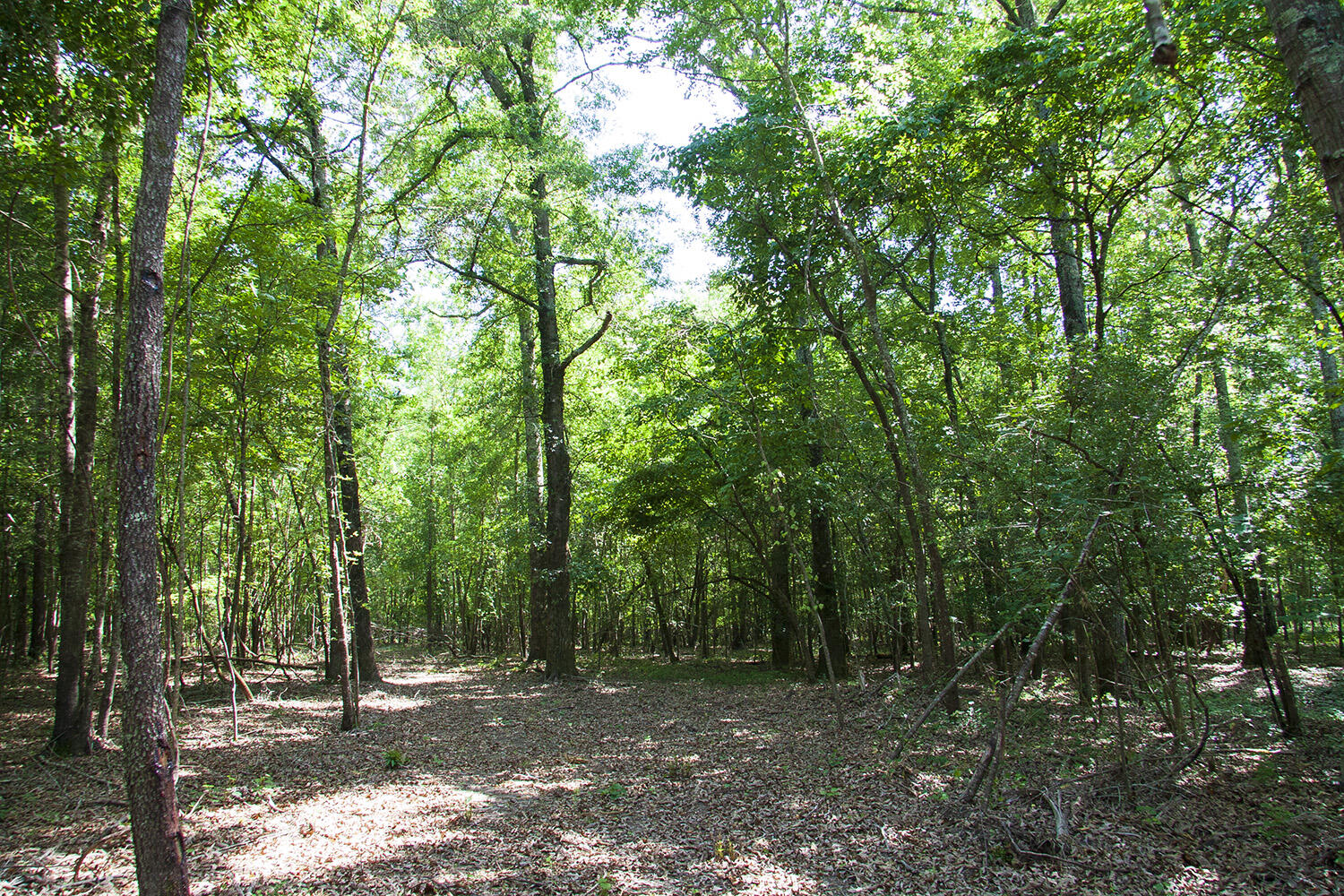 1515C HEPHZIBAH - MCBEAN Road, Hephzibah, GA, 30815