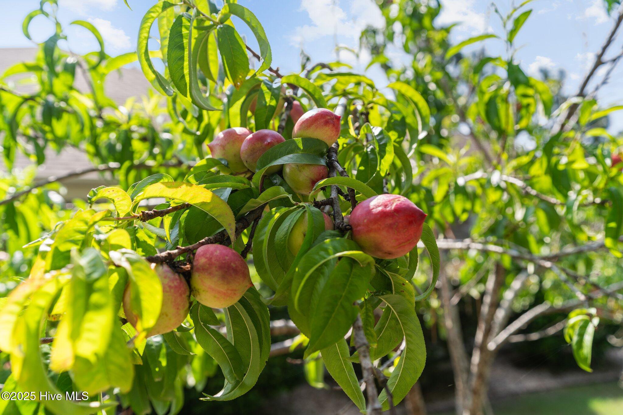 55-web-or-mls-BTS03598