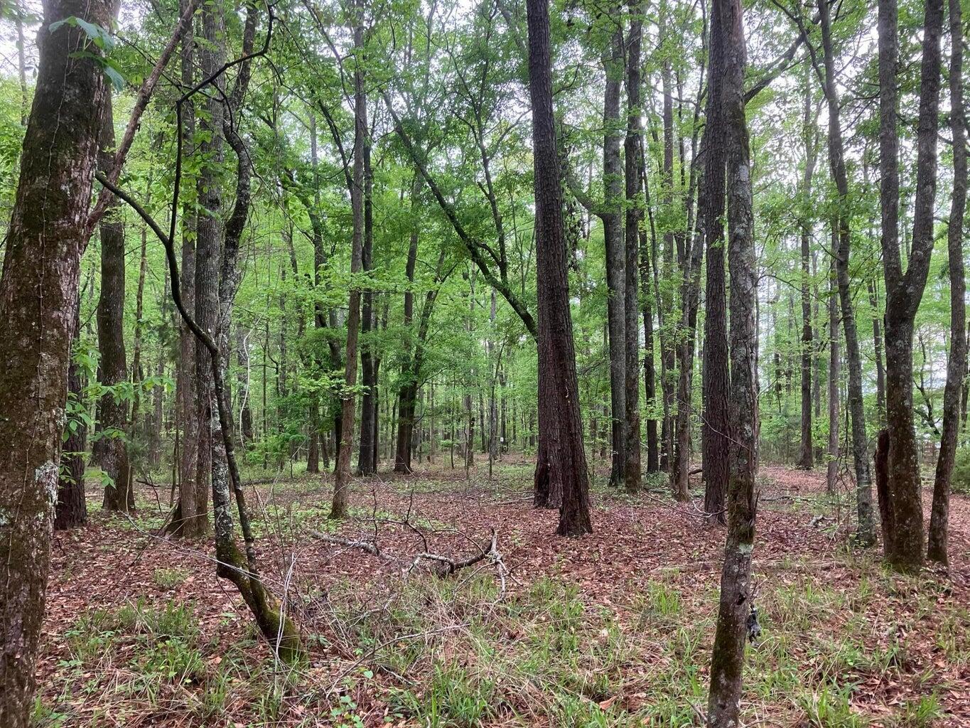 0 Gales Road, Appling, GA, 30802